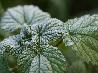 Valstybės pagalba pasėlių ir augalų draudimo įmokoms kompensuoti