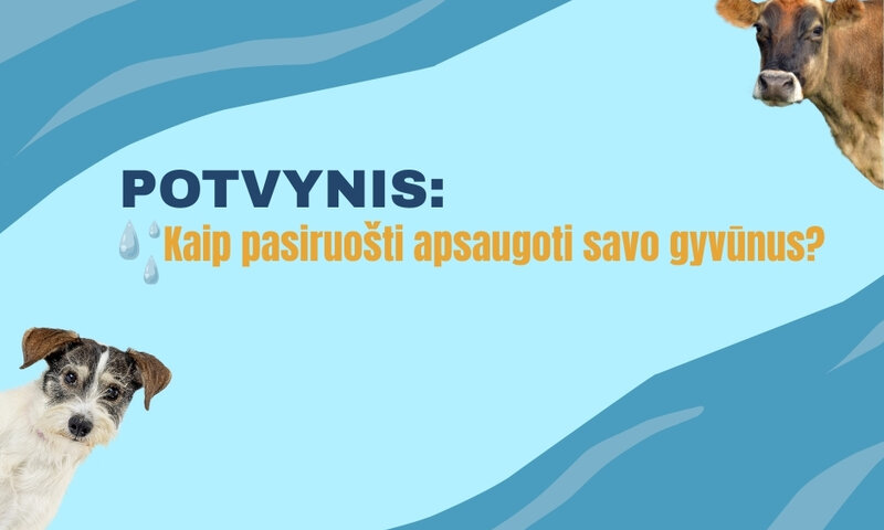 VMVT atmintinė gyvūnų laikytojams: pasitikrinkite, ar esate saugioje nuo potvynių zonoje