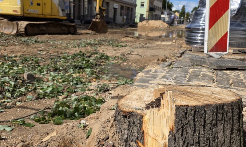 Vykdant Gedimino gatvės kapitalinio remonto darbus šalinami seni medžiai 